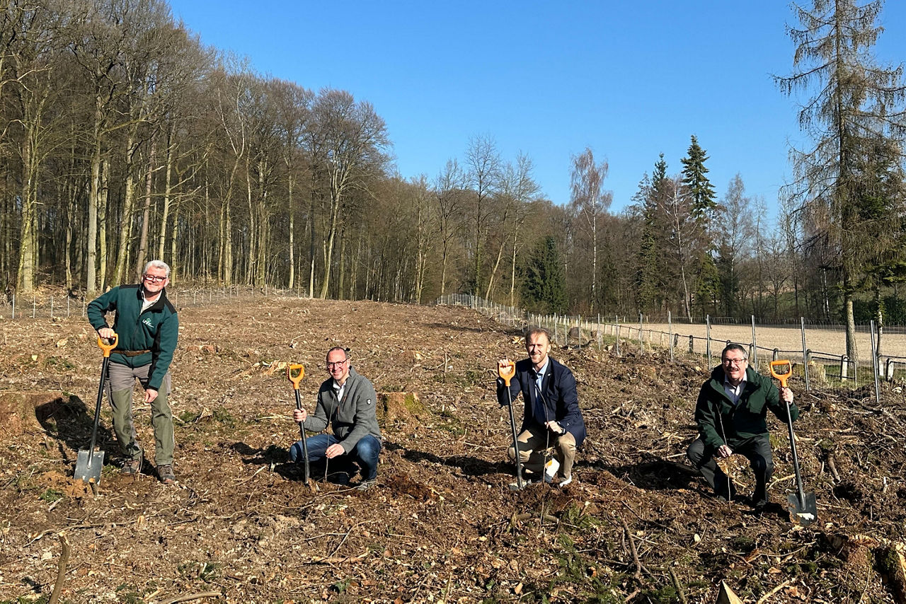 Die ersten Bäume im Sinsheimer Stadtwald werden gesetzt. 