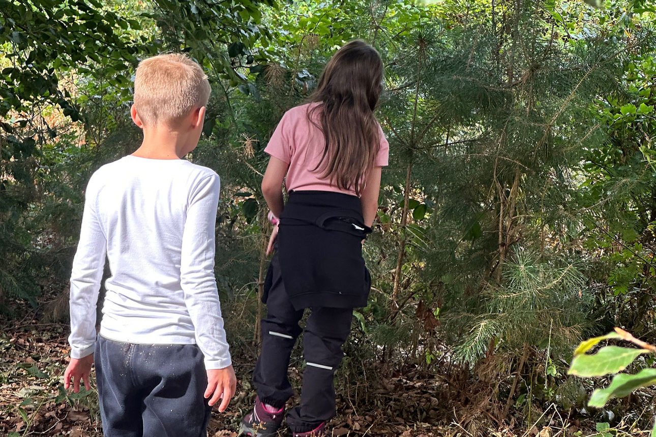 Beobachtung eines Nadelbaumes von Kindern.