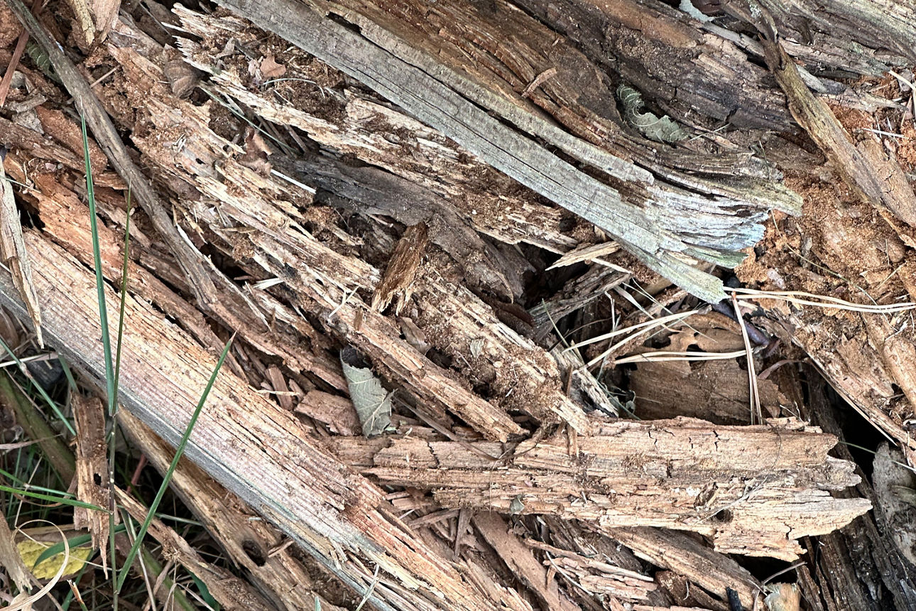 Ein Haufen aus Geäst und Rinde.