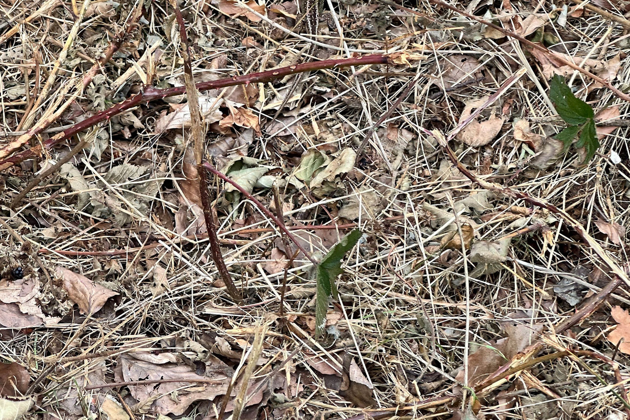 Jungpflanzen die aus dem Boden kommen.