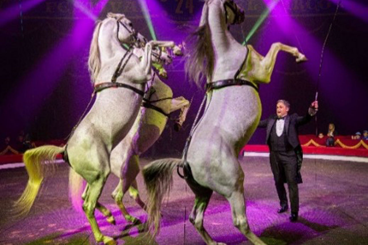 Eine Manege mit drei Pferden und einem Dompteur
