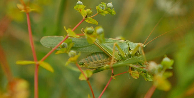 Grashpüfer auf einer Pflanze