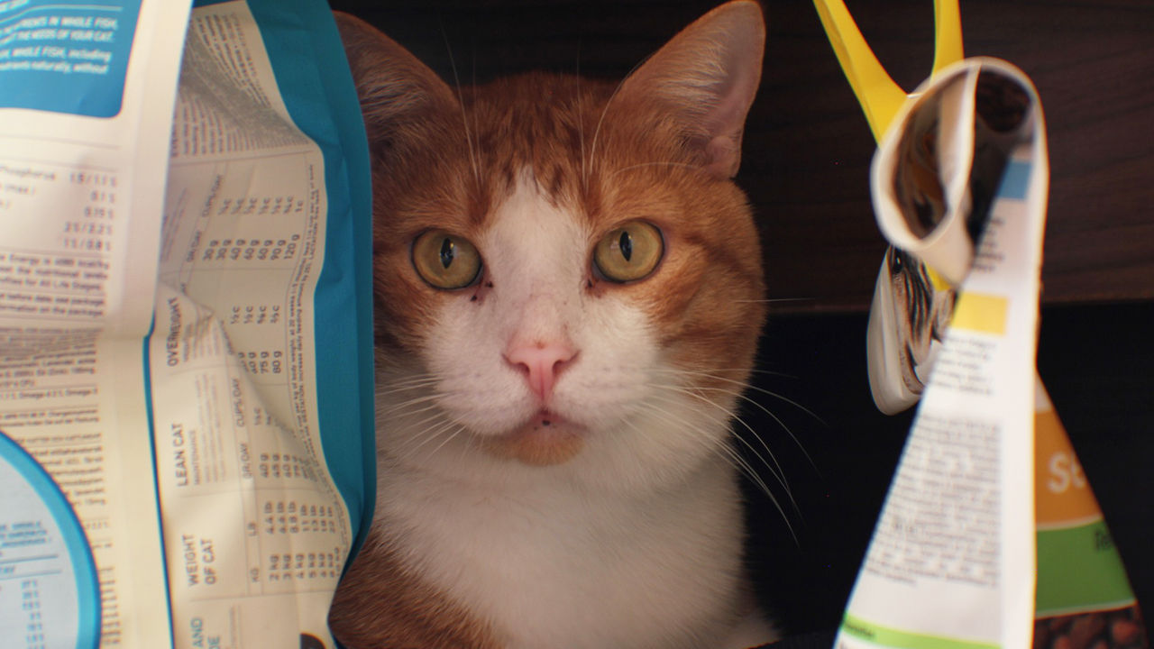Katzen