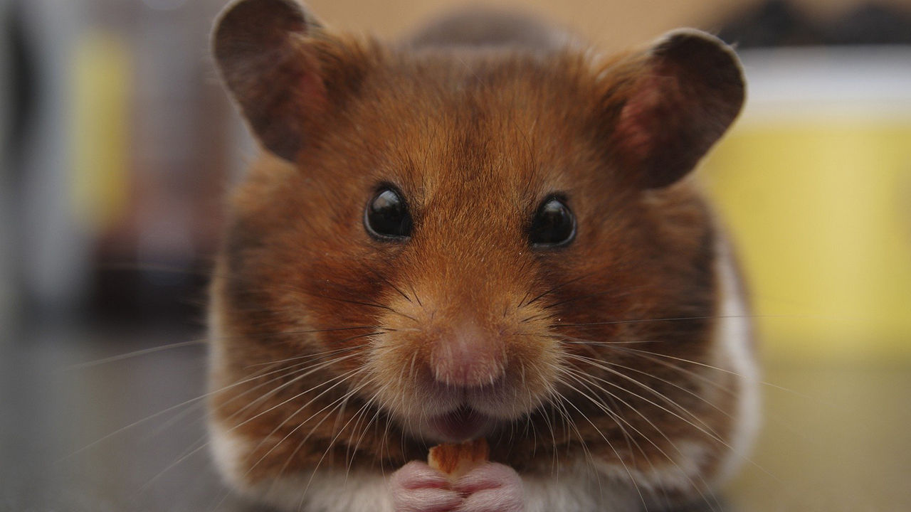 Tiernahrungsbereich
