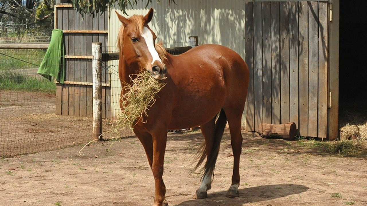 Pferde