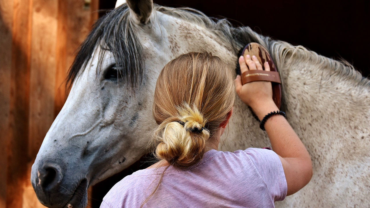 Unser Reitsport Bereich