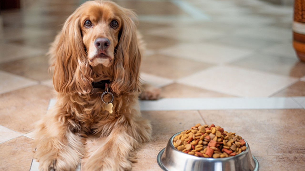 Hunde