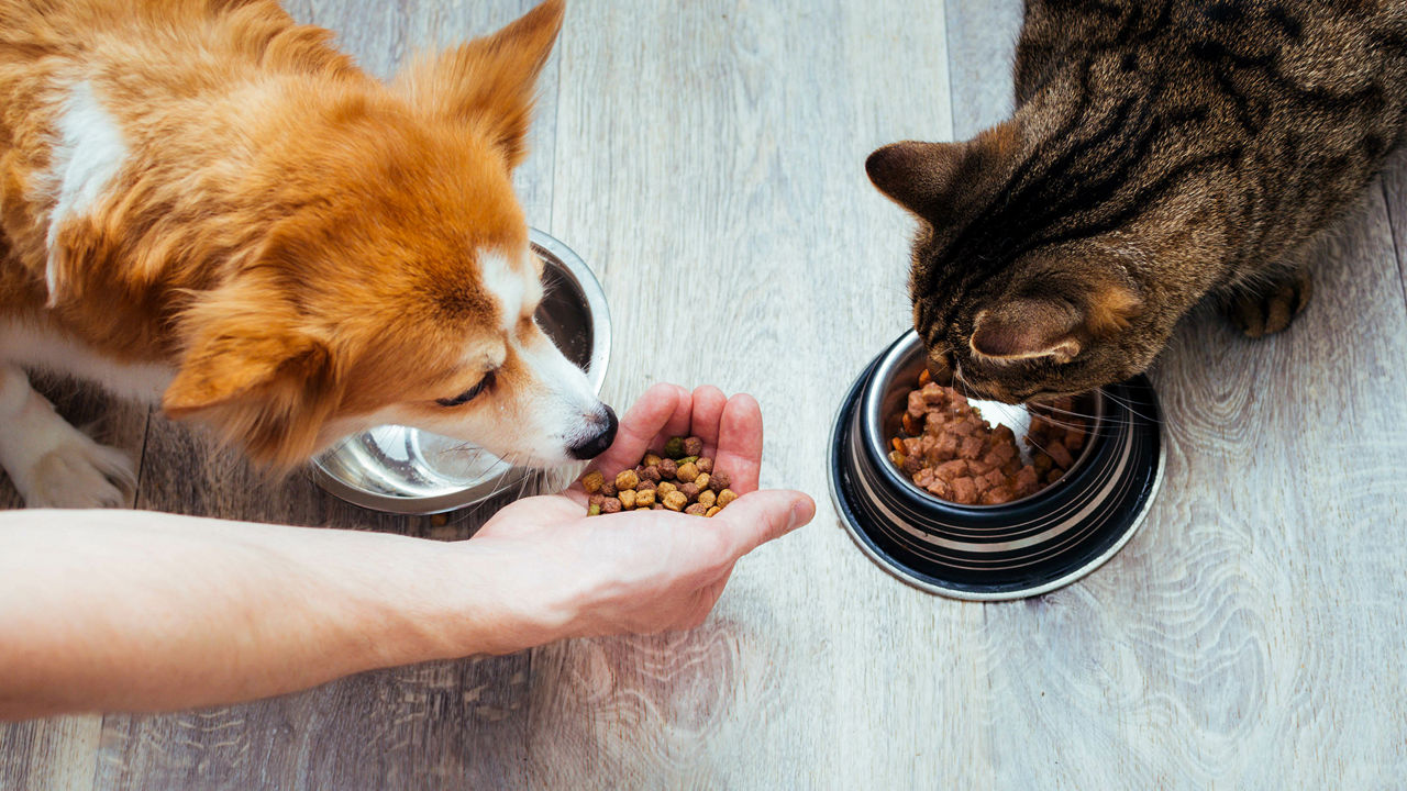 Ein Hund und eine Katze vor einem Fressnapf
