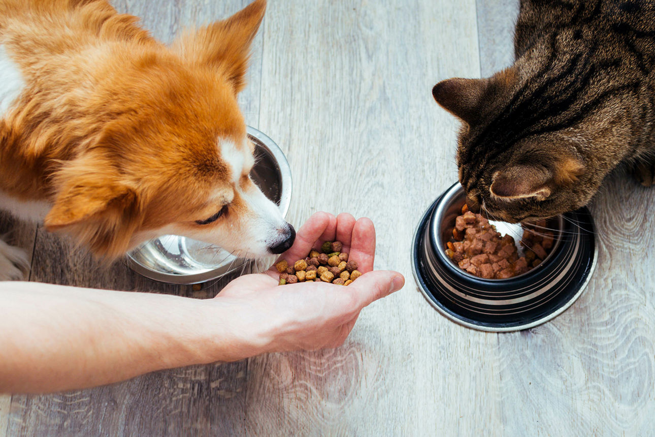 Ein Hund und eine Katze vor einem Fressnapf
