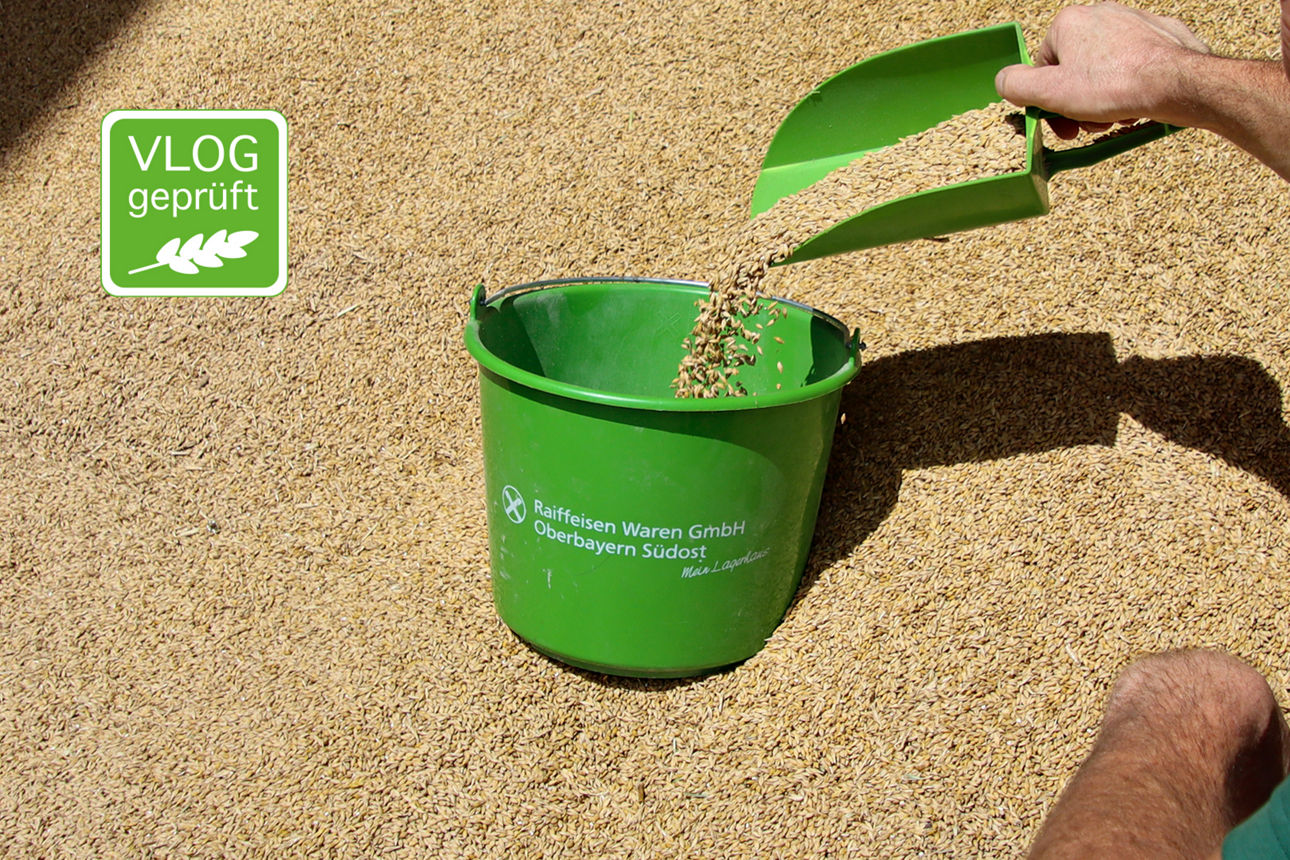 Eine Hand füllt mit einer Schaufel Getreidekörner in einen Eimer