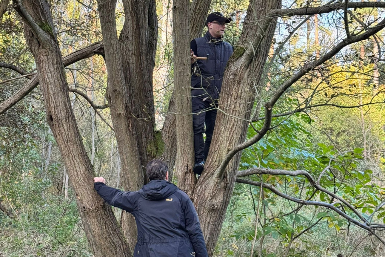 Anbringung eines Vogelhauses an einem Baum