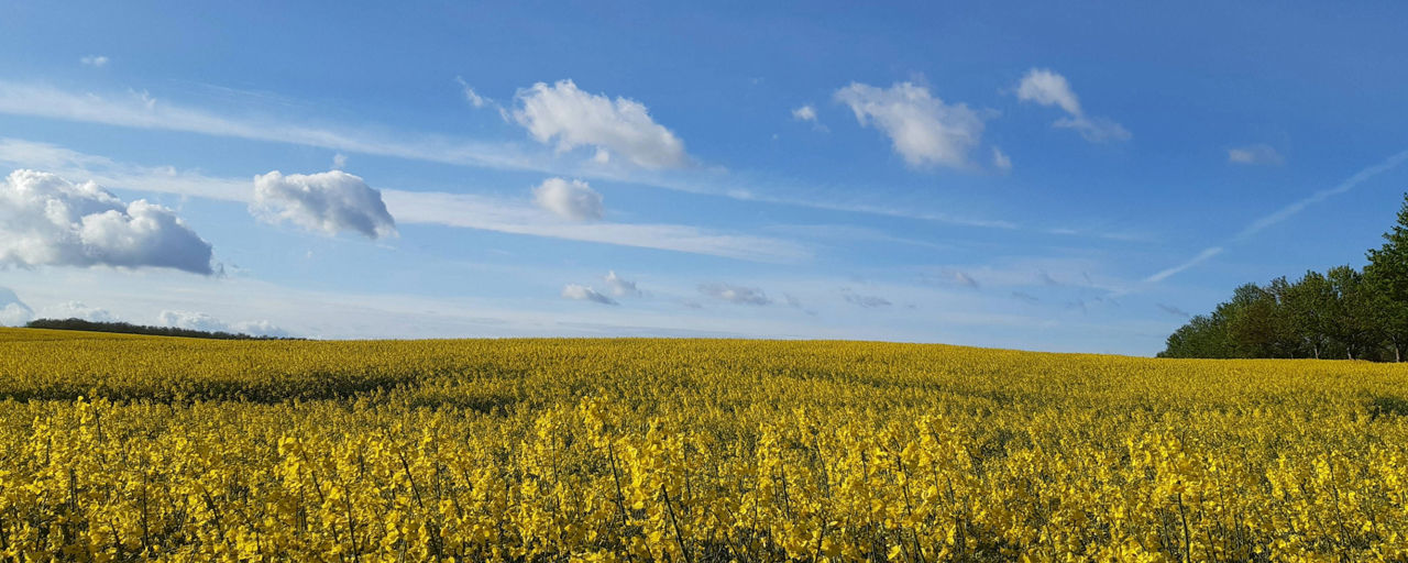 blühendes Rapsfeld