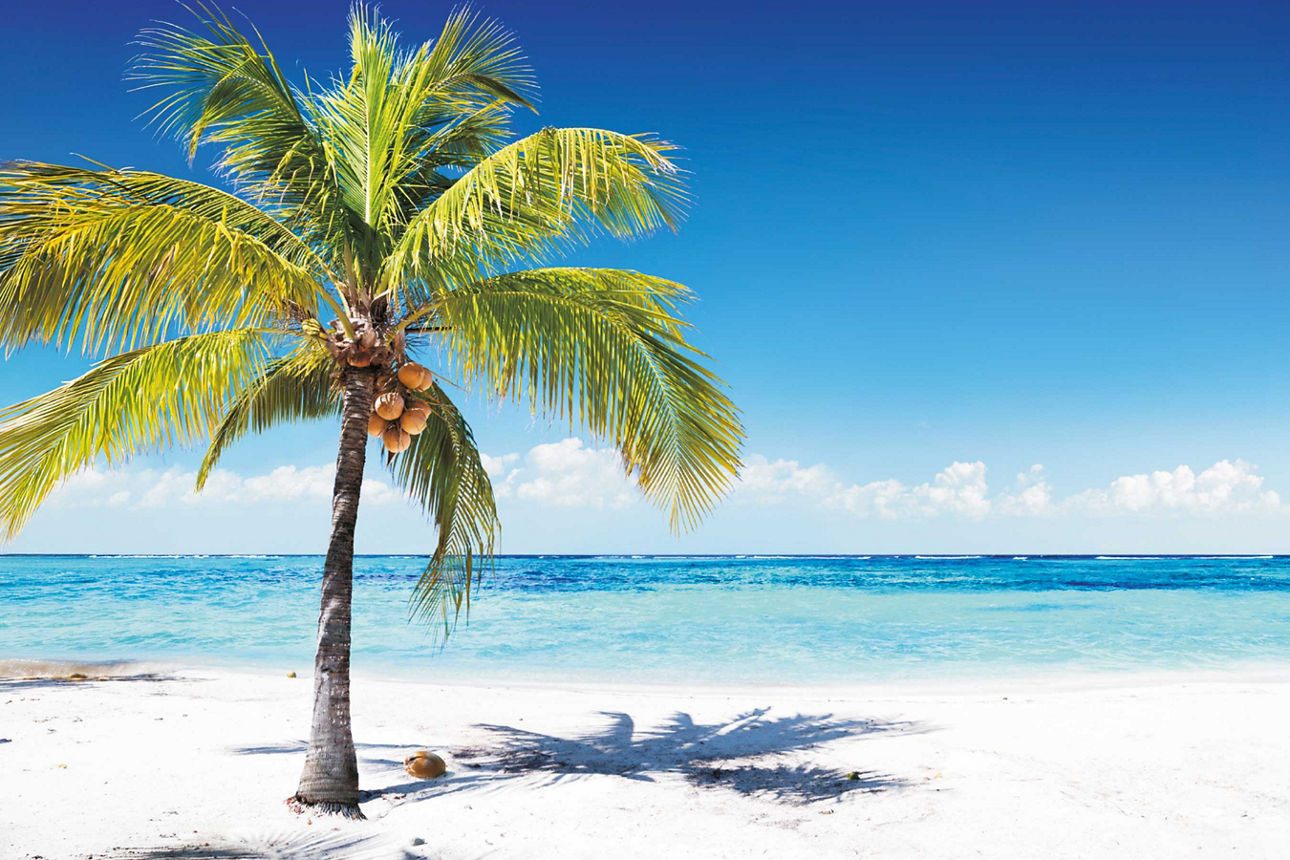 Eine einzelne Palme mit Kokosnüssen steht an einem weißen Sandstrand vor dem türkisfarbenen Meer unter einem strahlend blauen