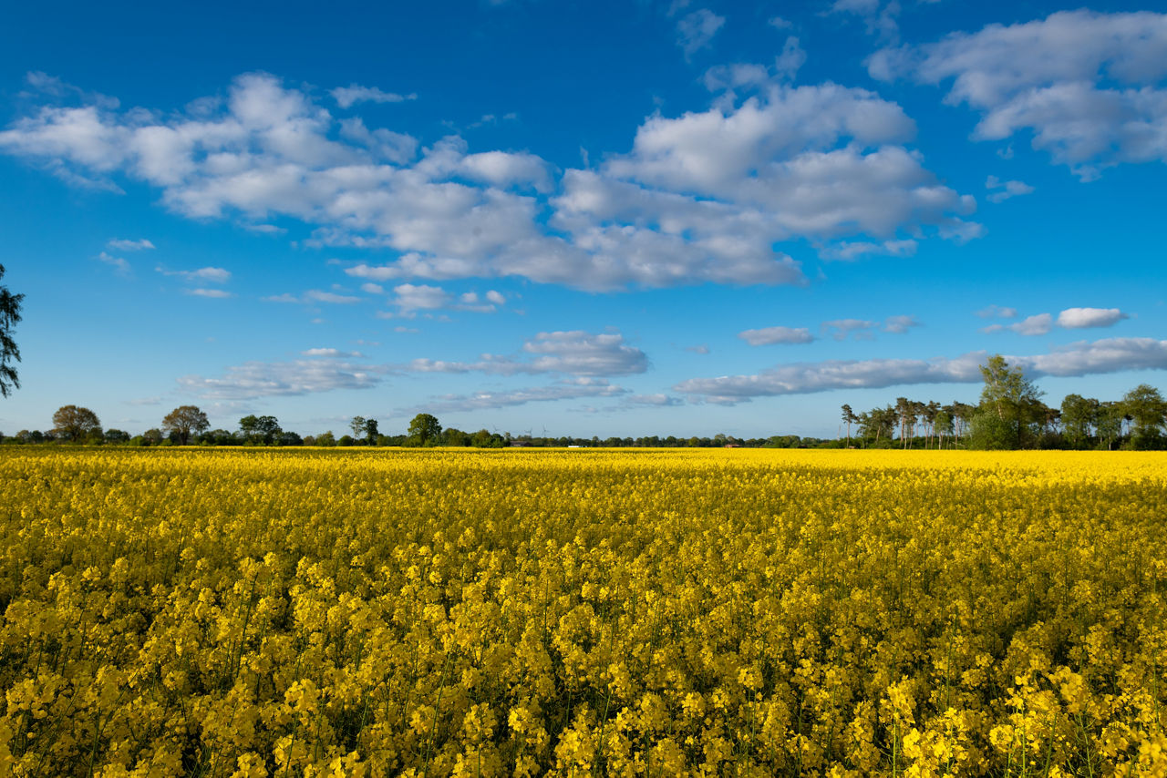 gelb blühendes Rapsfeld unter strahlend blauem Himmel mit kleinen Wolken