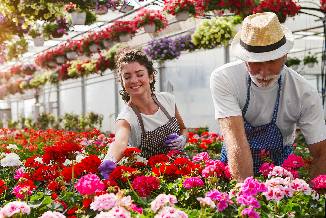 Zwei Personen in einem Gewächshaus ernten Blumen