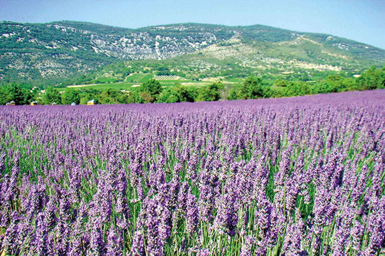 Ein leuchtendes Feld mit Lavendelblüten