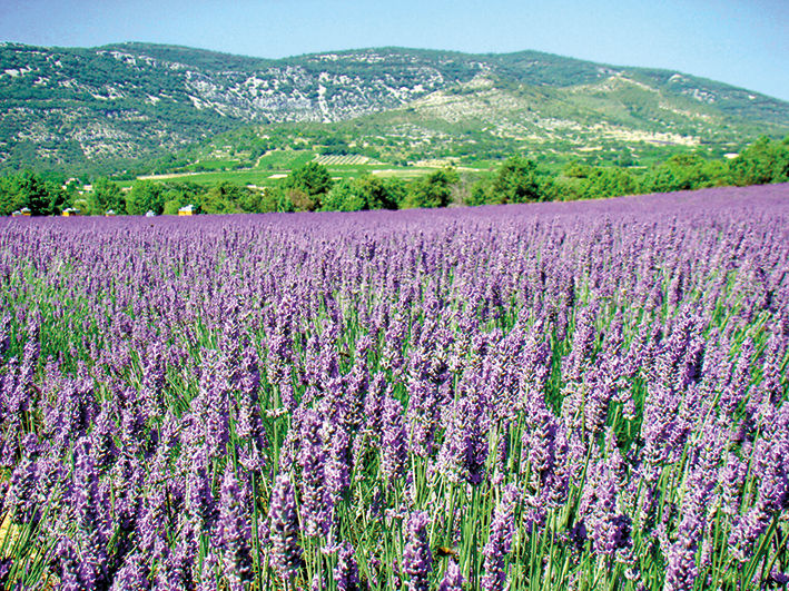 Ein weitläufiges Lavendelfeld erstreckt sich unter einem strahlend blauen Himmel.