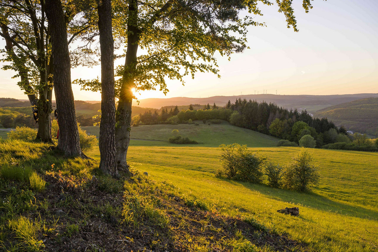 Blick durch eine Baumgruppe auf eine hügelige Landschaft im Abendlicht. Die untergehende Sonne scheint durch die Blätter und taucht die Wiesen und Wälder in warmes, goldenes Licht.