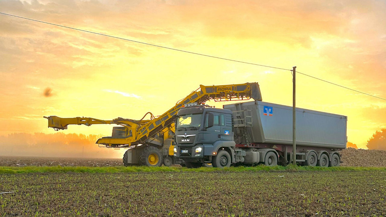 Rübenernte mit Erntemaschine und Lkw
