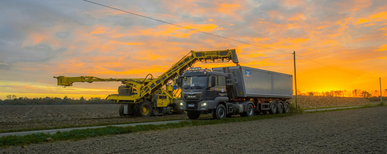 Rübenernte mit Arbeitsmaschine und Lkw