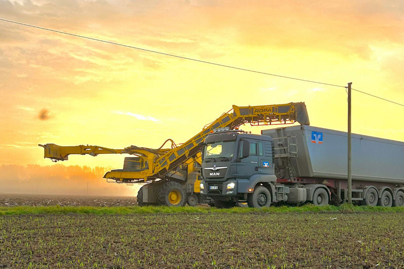 Rübenernte mit Erntemaschine und Lkw