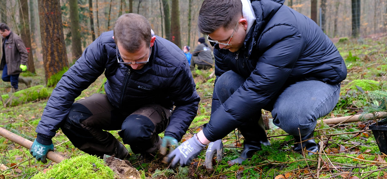 Zwei Mitarbeiter der Sparda-Bank knien im Wald und pflanzen einen Setzling ein