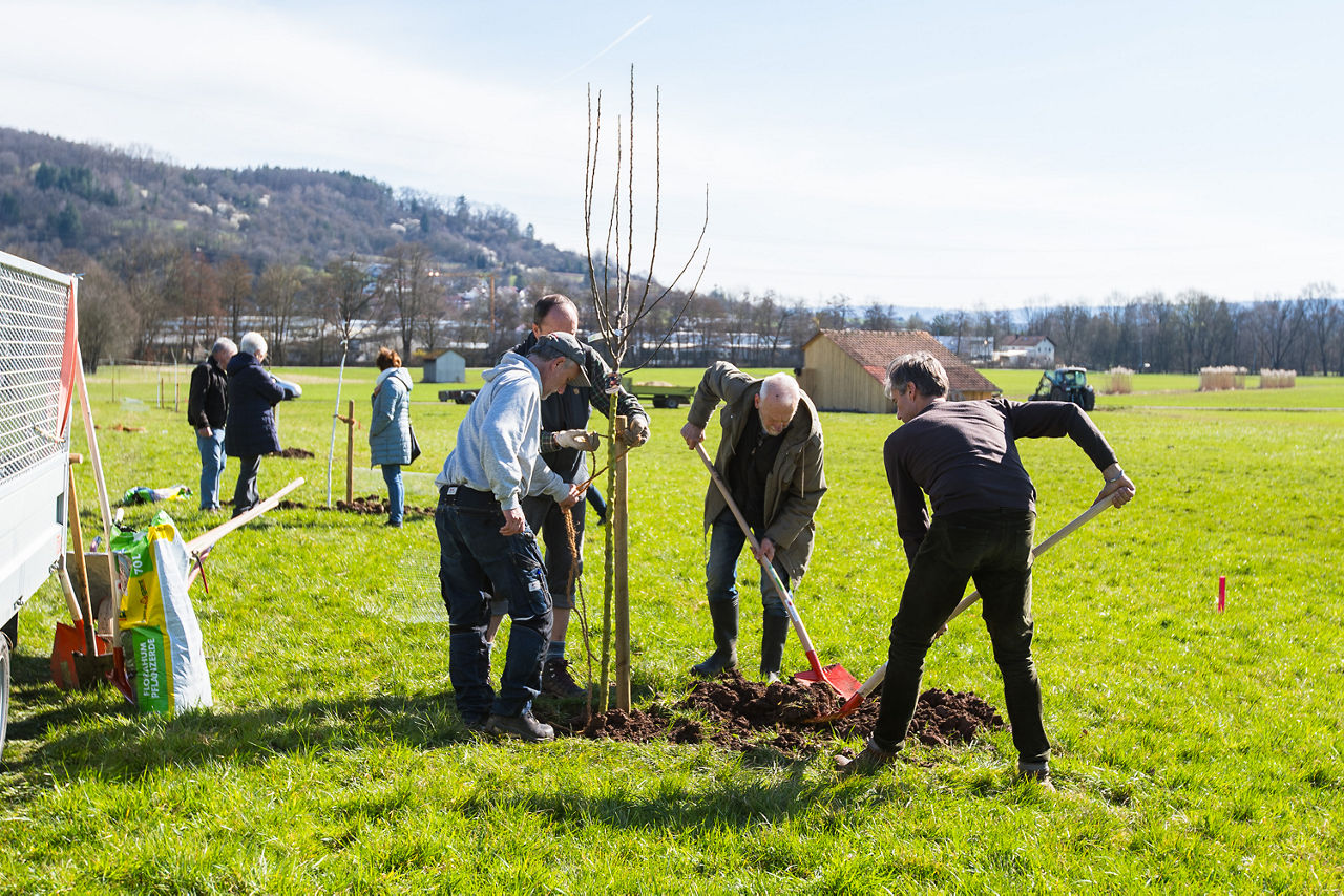 Menschen pflanzen neue Bäume ein