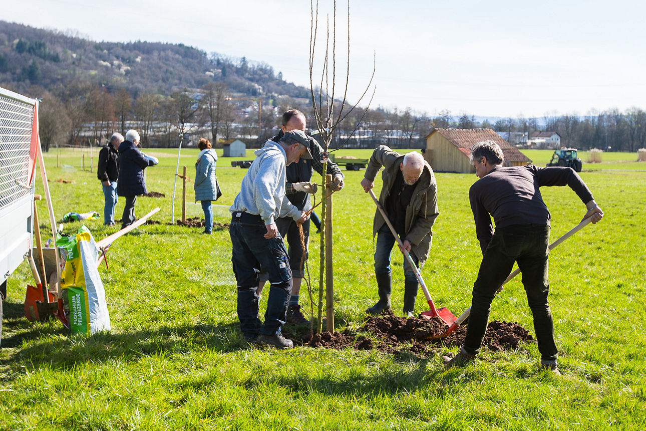 Menschen pflanzen neue Bäume ein