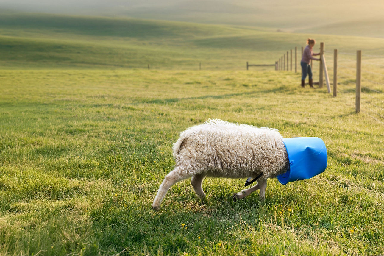 Ein Schaf hat einen blauen Eimer auf dem Kopf und läuft blind über die Weide