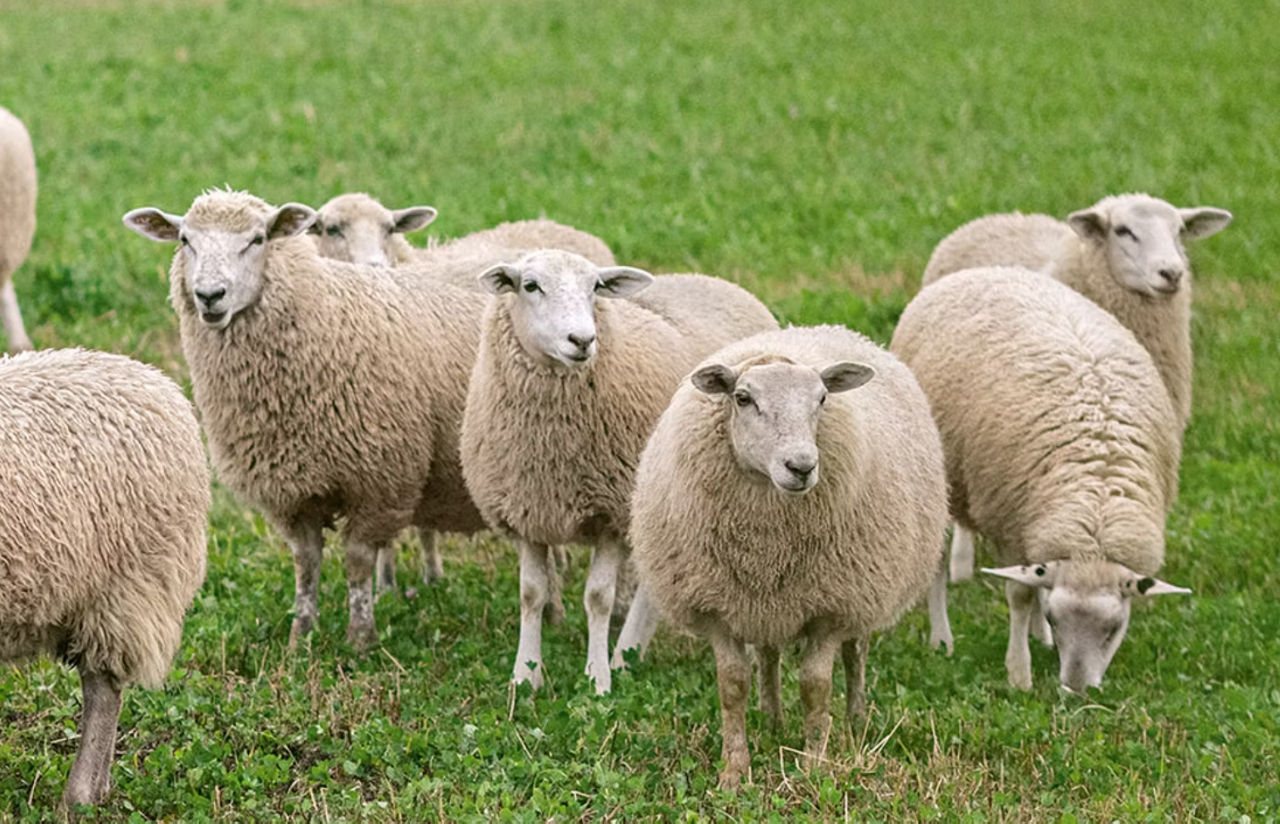 Schafe auf Weide