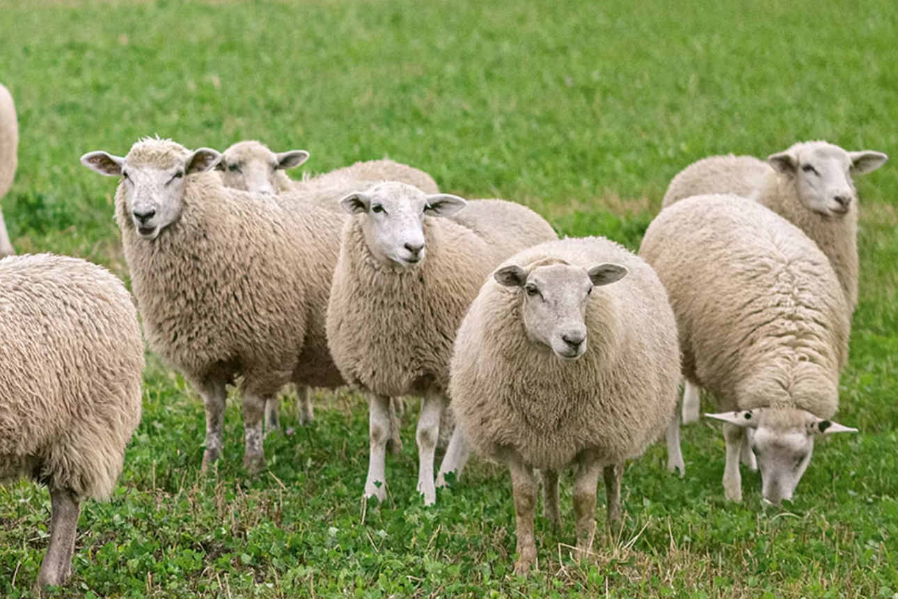 Schafe auf Weide