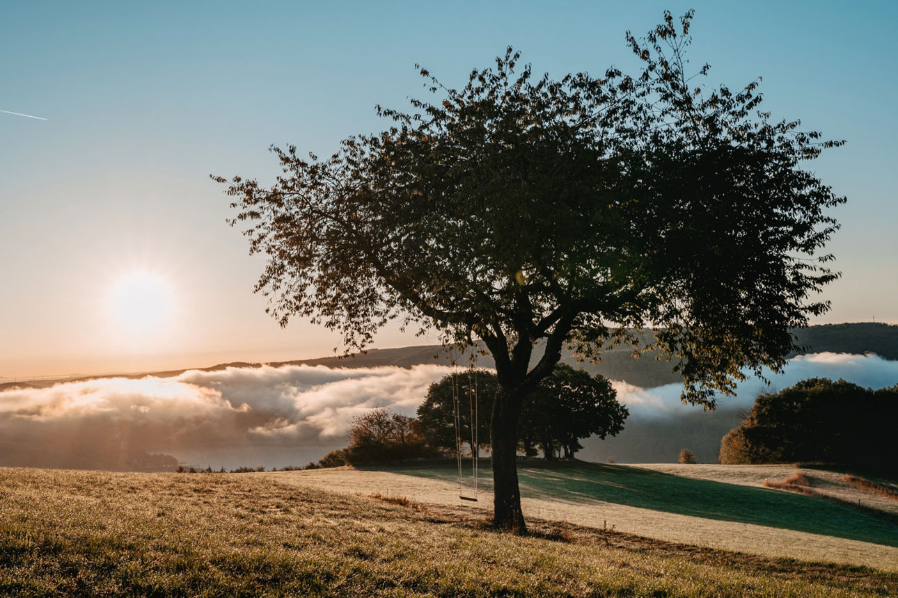 Schaukel an Baum im Sonnenaufgang