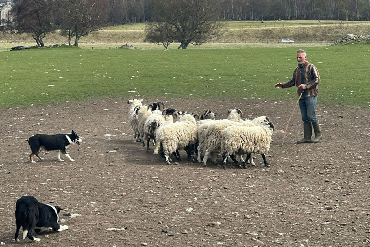 Ein Schäfer mit Schafen und zwei Hütehunden.