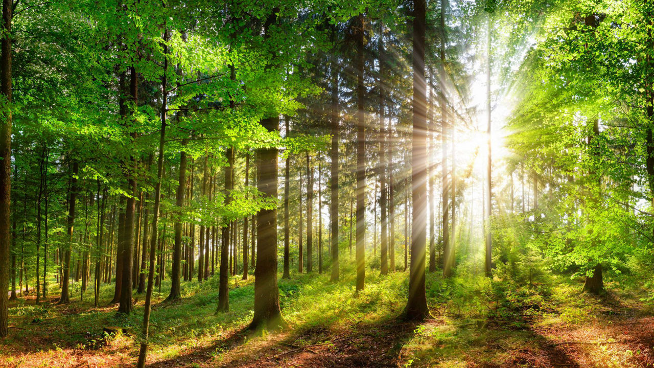 Sonnenlicht fällt durch die Bäume eines dichten, grünen Waldes und wirft leuchtende Strahlen auf den Waldboden.