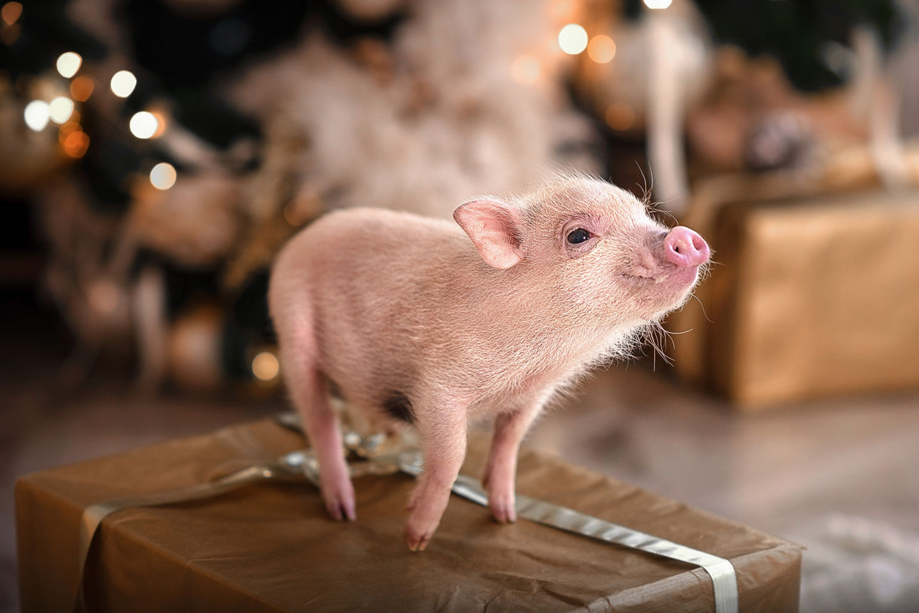 KI-generiertes Bild: Ein kleines Glücksschwein steht auf einem Weihnachtsgeschenk vor dem Christbaum.