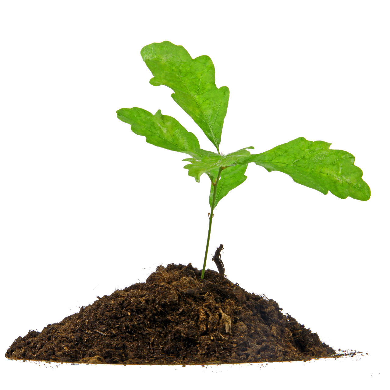 frisch gepflanzte Baumsetzlinge