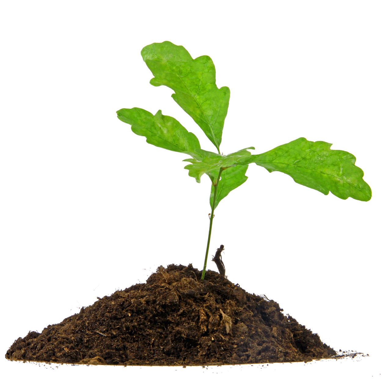 frisch gepflanzte Baumsetzlinge