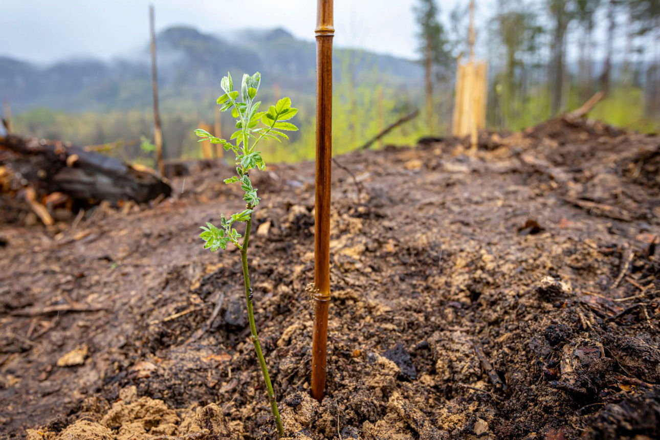 kleiner Setzling in der Erde, frisch gepflanzt
