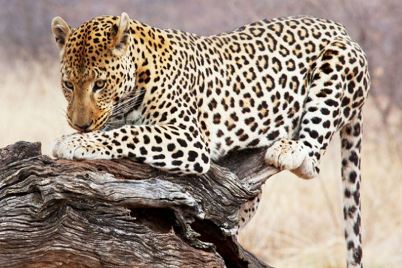 Ein Leopard mit markantem Fleckenmuster liegt wachsam auf einem alten Baumstamm in einer trockenen Savannenlandschaft.