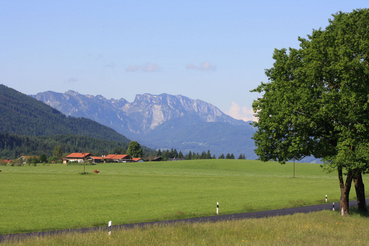 Eine weite, grüne Wiesenlandschaft unter einem klaren blauen Himmel. Im Vordergrund führt eine asphaltierte Straße mit weißen Leitpfosten. Am rechten Bildrand steht ein großer, grüner Baum, und in der Ferne sind Häuser und eine imposante Bergkette zu sehen.