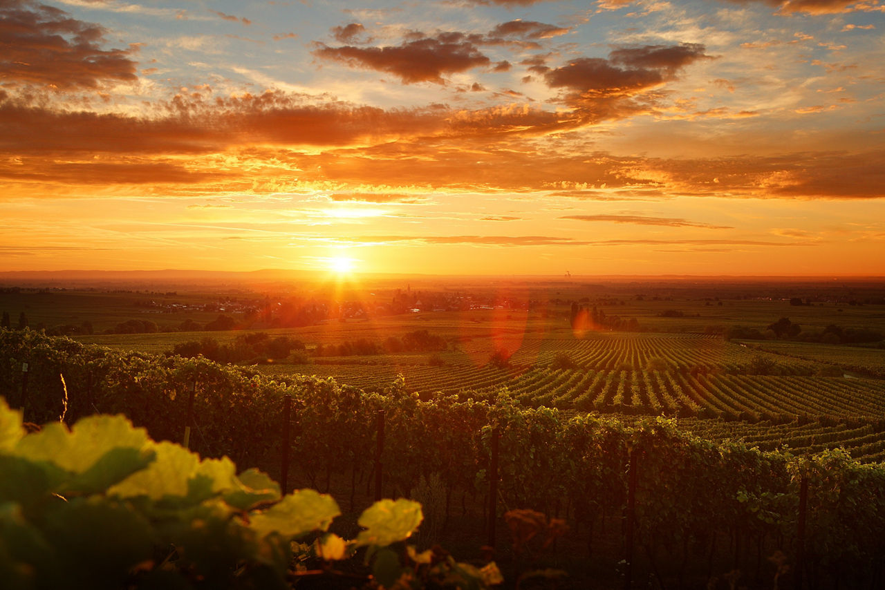 Weinberge im Sonnenuntergang