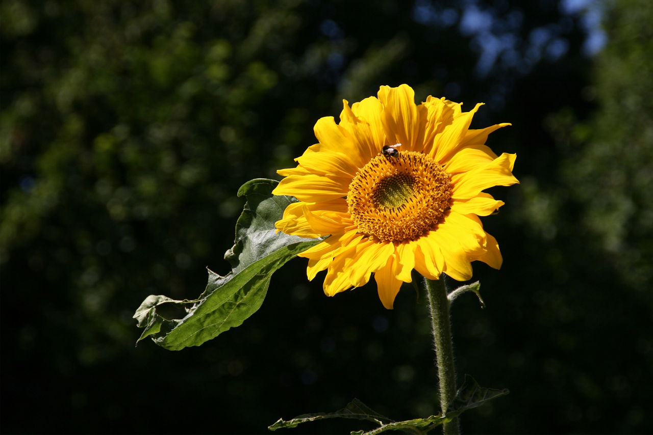 Eine Biene sammelt Nektar auf einer leuchtend gelben Sonnenblume