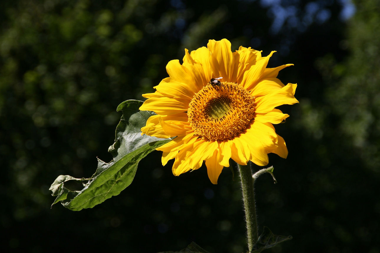 Eine Biene sammelt Nektar auf einer leuchtend gelben Sonnenblume