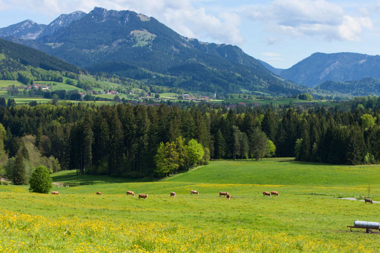 Eine grüne Wiesenlandschaft mit gelben Blumen im Vordergrund und grasenden Kühen. Dahinter erstreckt sich ein Wald und im Hintergrund eine imposante Bergkette unter einem blauen Himmel mit weißen Wolken.