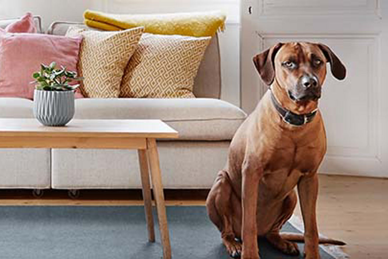 Ein Hund sitzt auf dem Teppich im Wohnzimmer