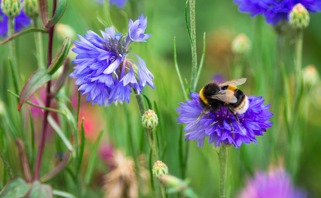 Hummel sitzt auf einer Blume