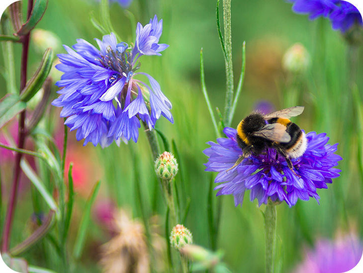 Eine Wiese mit lilanen Blumen und einer Hummel