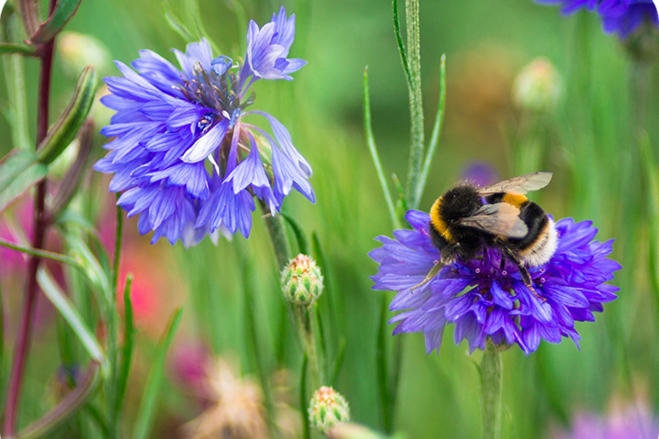 Eine Wiese mit lilanen Blumen und einer Hummel