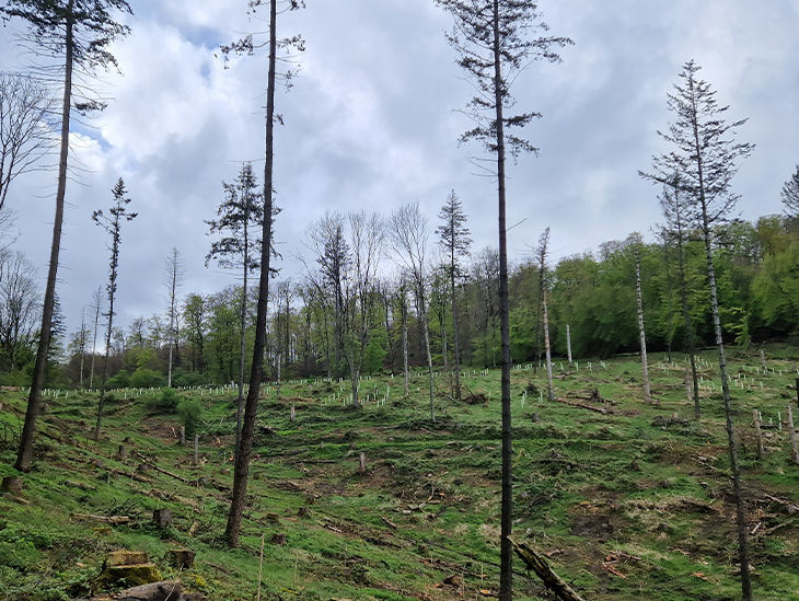 Teilweise abgeholzter Wald
