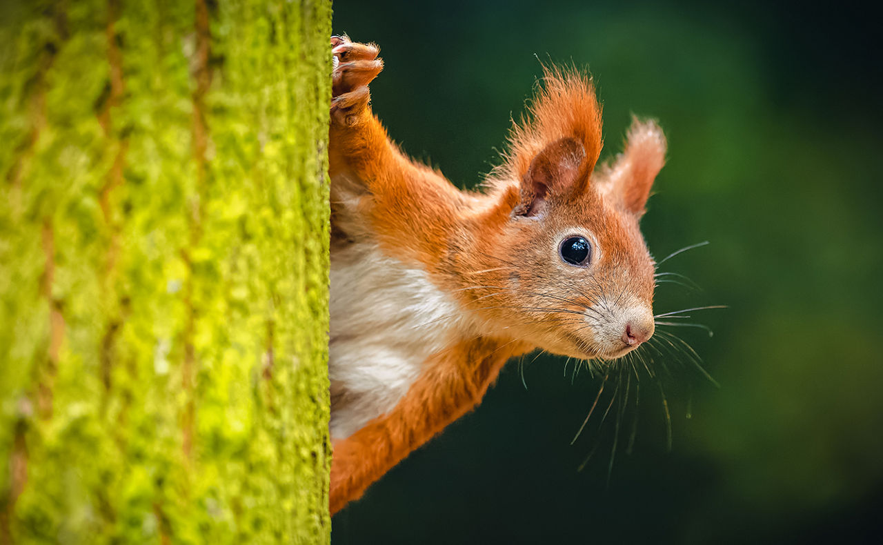 Eichhörnchen schaut hinter einem Baum hervor